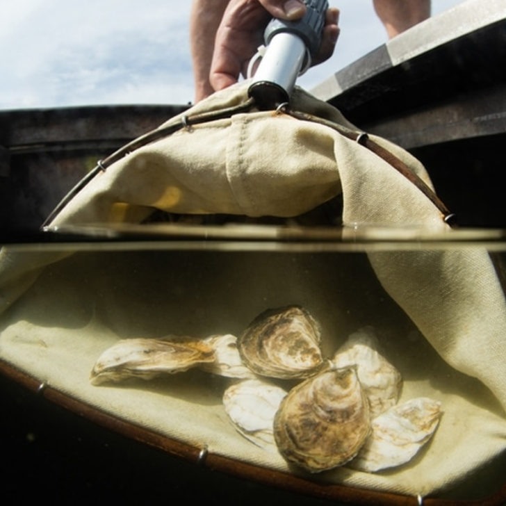 oyster bins